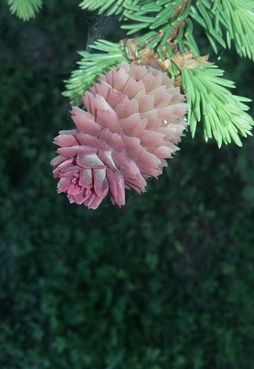 Nerijus (@nerijus79) — my photo № 1